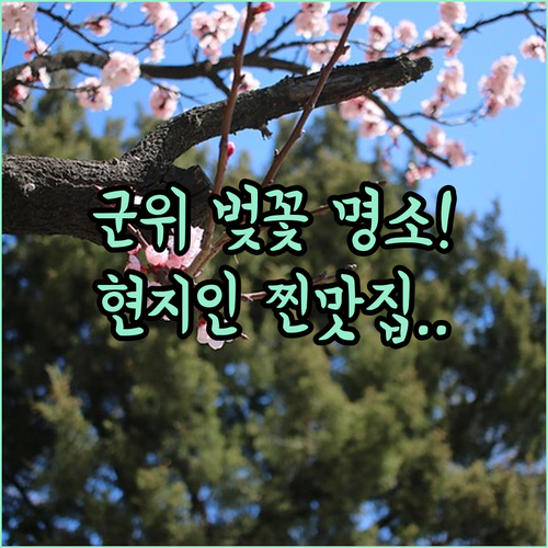 2026년 군위 벚꽃 구경하기 좋은 곳과 현지인 맛집